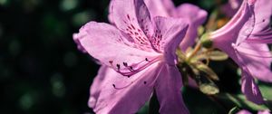 Preview wallpaper rhododendron, flower, petals, lilac