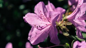 Preview wallpaper rhododendron, flower, petals, lilac