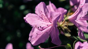 Preview wallpaper rhododendron, flower, petals, lilac