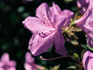 Preview wallpaper rhododendron, flower, petals, lilac