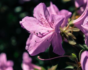 Preview wallpaper rhododendron, flower, petals, lilac