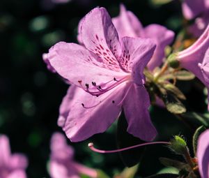 Preview wallpaper rhododendron, flower, petals, lilac