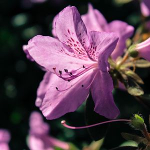 Preview wallpaper rhododendron, flower, petals, lilac