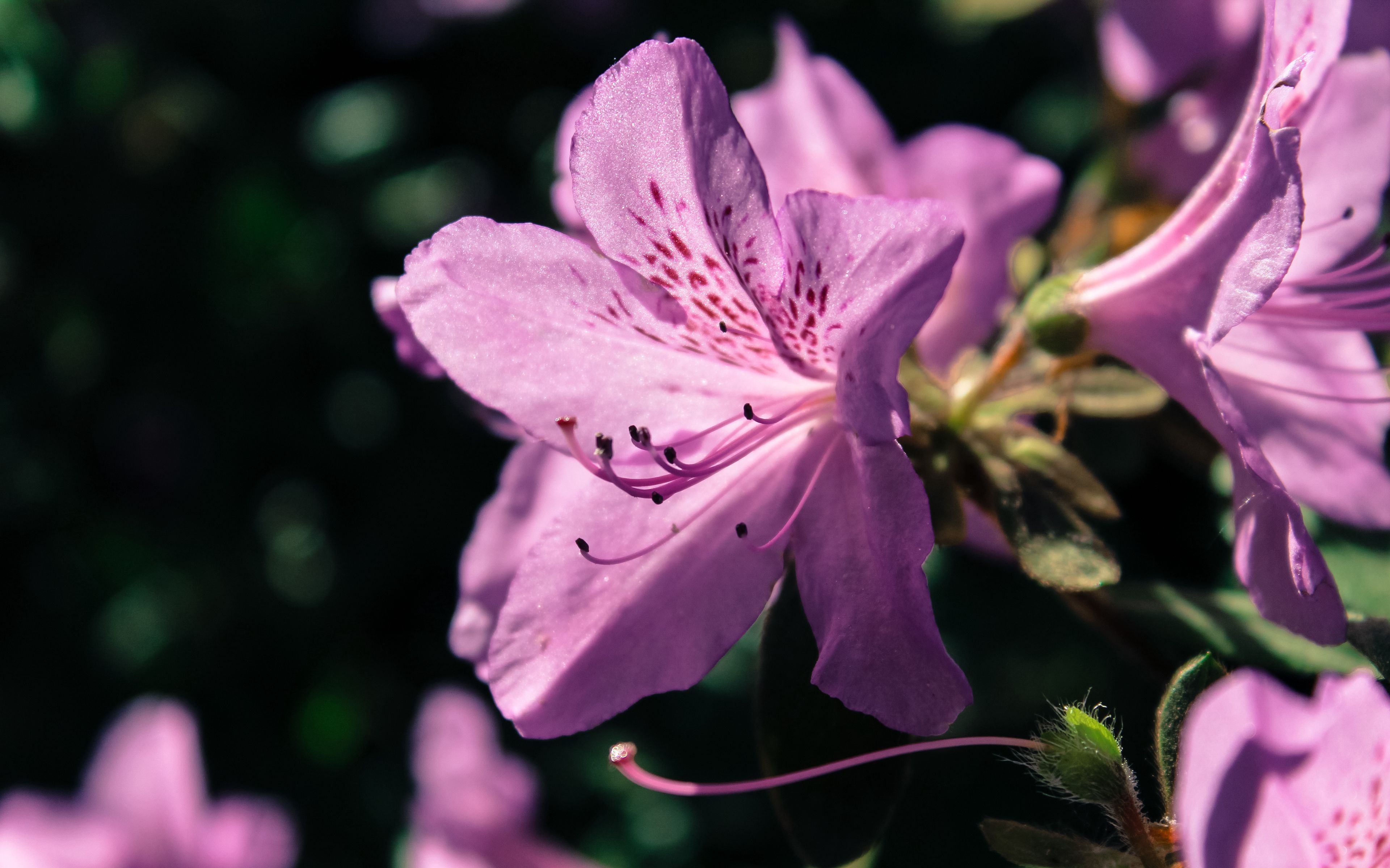 Download wallpaper 3840x2400 rhododendron, flower, petals, lilac 4k