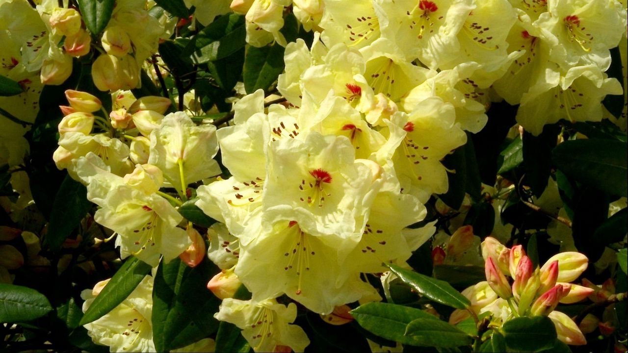 Wallpaper rhododendron, flowering, shrubs, herbs, close-up