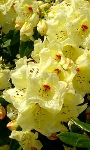 Preview wallpaper rhododendron, flowering, shrubs, herbs, close-up