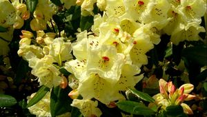 Preview wallpaper rhododendron, flowering, shrubs, herbs, close-up