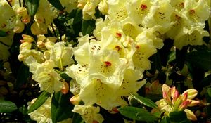 Preview wallpaper rhododendron, flowering, shrubs, herbs, close-up