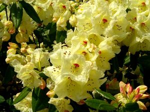 Preview wallpaper rhododendron, flowering, shrubs, herbs, close-up