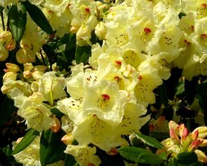 Preview wallpaper rhododendron, flowering, shrubs, herbs, close-up