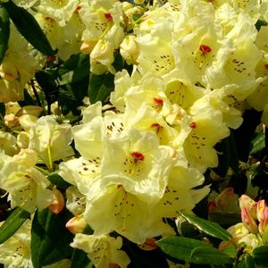 Preview wallpaper rhododendron, flowering, shrubs, herbs, close-up
