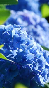 Preview wallpaper rhododendron, flowers, branches, petals