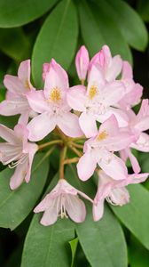 Preview wallpaper rhododendron, flowers, petals, plant