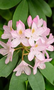 Preview wallpaper rhododendron, flowers, petals, plant