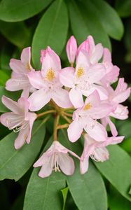 Preview wallpaper rhododendron, flowers, petals, plant