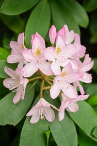 Preview wallpaper rhododendron, flowers, petals, plant