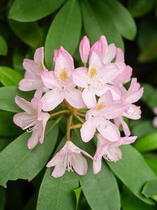 Preview wallpaper rhododendron, flowers, petals, plant