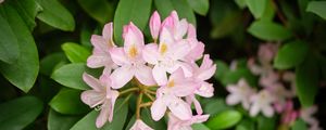 Preview wallpaper rhododendron, flowers, petals, plant