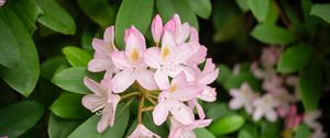 Preview wallpaper rhododendron, flowers, petals, plant