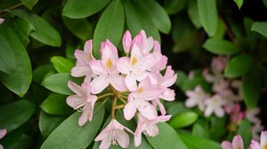 Preview wallpaper rhododendron, flowers, petals, plant