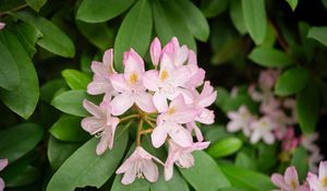 Preview wallpaper rhododendron, flowers, petals, plant