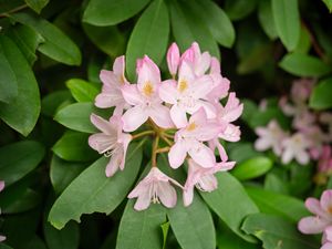 Preview wallpaper rhododendron, flowers, petals, plant