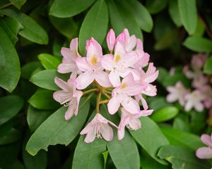 Preview wallpaper rhododendron, flowers, petals, plant