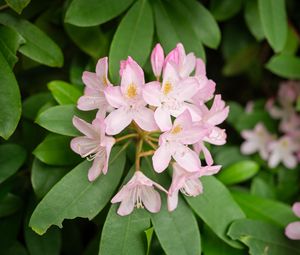 Preview wallpaper rhododendron, flowers, petals, plant