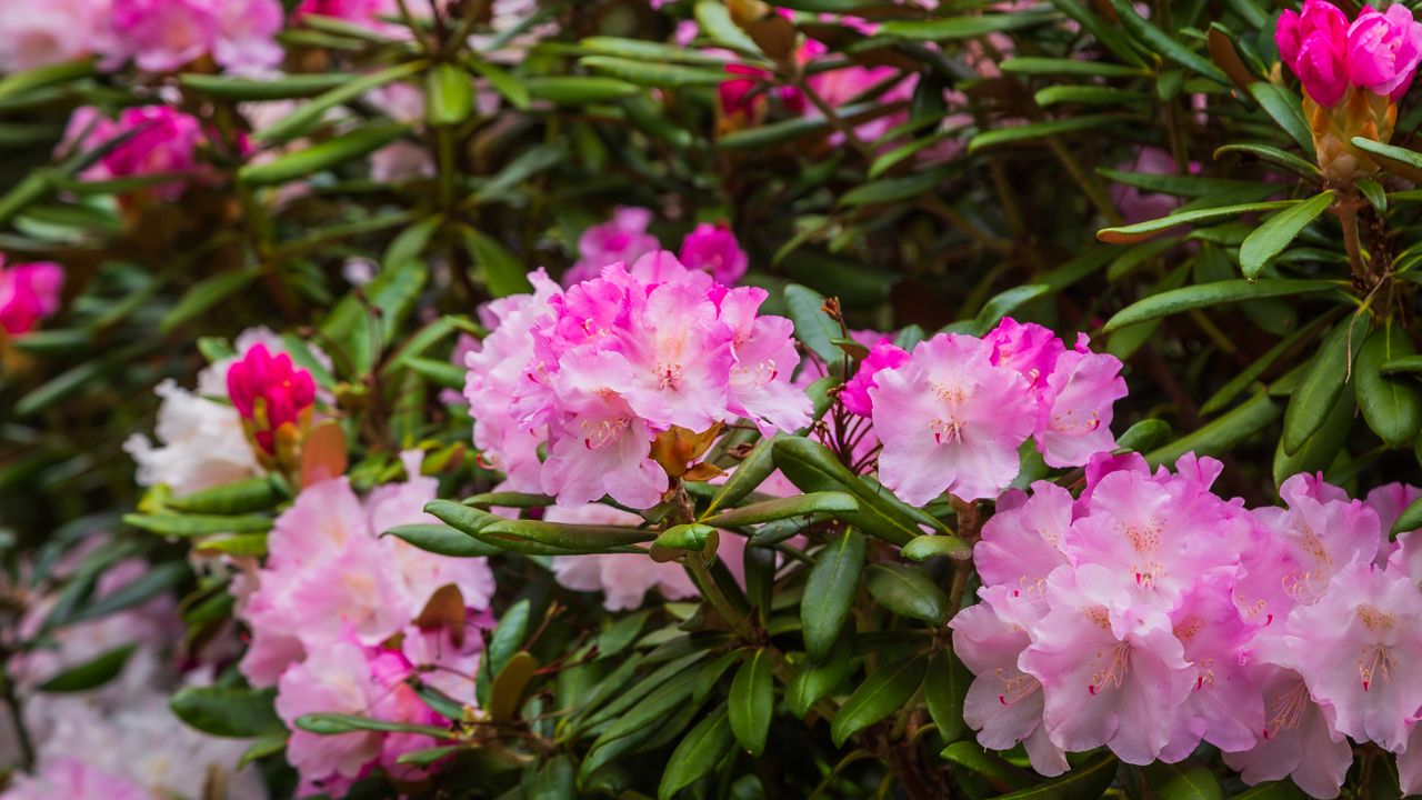 Wallpaper rhododendron, flowers, petals, pink