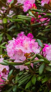 Preview wallpaper rhododendron, flowers, petals, pink