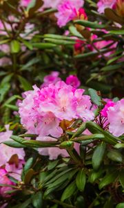 Preview wallpaper rhododendron, flowers, petals, pink