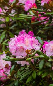 Preview wallpaper rhododendron, flowers, petals, pink