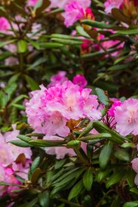 Preview wallpaper rhododendron, flowers, petals, pink