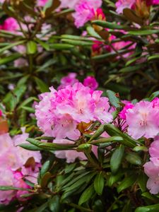 Preview wallpaper rhododendron, flowers, petals, pink