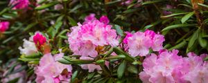 Preview wallpaper rhododendron, flowers, petals, pink