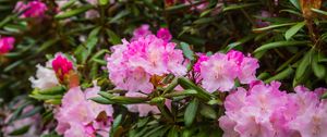 Preview wallpaper rhododendron, flowers, petals, pink