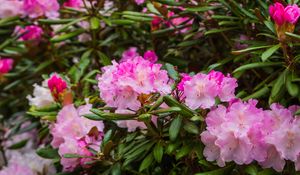 Preview wallpaper rhododendron, flowers, petals, pink