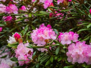 Preview wallpaper rhododendron, flowers, petals, pink