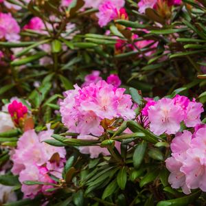 Preview wallpaper rhododendron, flowers, petals, pink