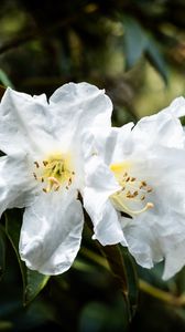 Preview wallpaper rhododendron, flowers, petals, leaves, macro