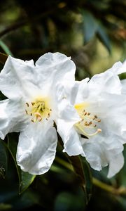 Preview wallpaper rhododendron, flowers, petals, leaves, macro