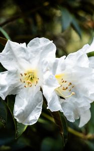 Preview wallpaper rhododendron, flowers, petals, leaves, macro
