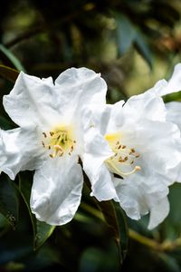 Preview wallpaper rhododendron, flowers, petals, leaves, macro