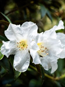 Preview wallpaper rhododendron, flowers, petals, leaves, macro