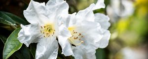 Preview wallpaper rhododendron, flowers, petals, leaves, macro