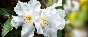 Preview wallpaper rhododendron, flowers, petals, leaves, macro