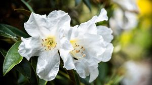 Preview wallpaper rhododendron, flowers, petals, leaves, macro