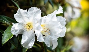 Preview wallpaper rhododendron, flowers, petals, leaves, macro