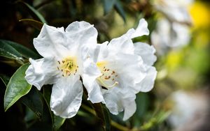 Preview wallpaper rhododendron, flowers, petals, leaves, macro