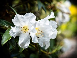 Preview wallpaper rhododendron, flowers, petals, leaves, macro